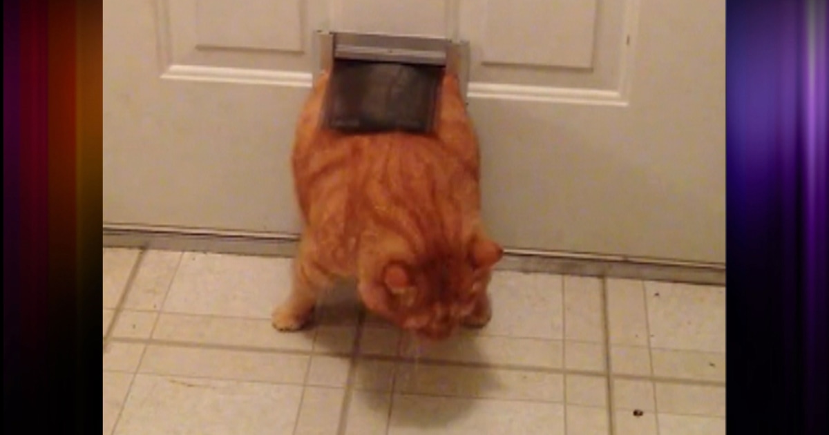 Fat cat or small door? 26pound cat gets stuck