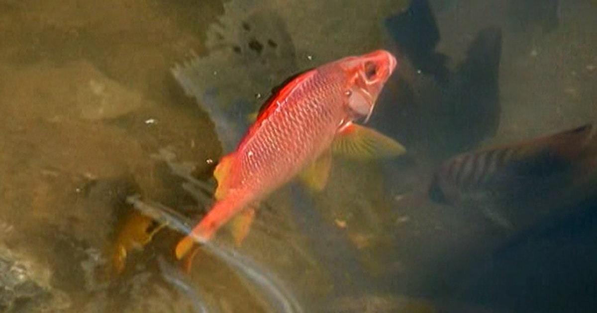 233,000 gallons of molasses leaks into Hawaii harbor