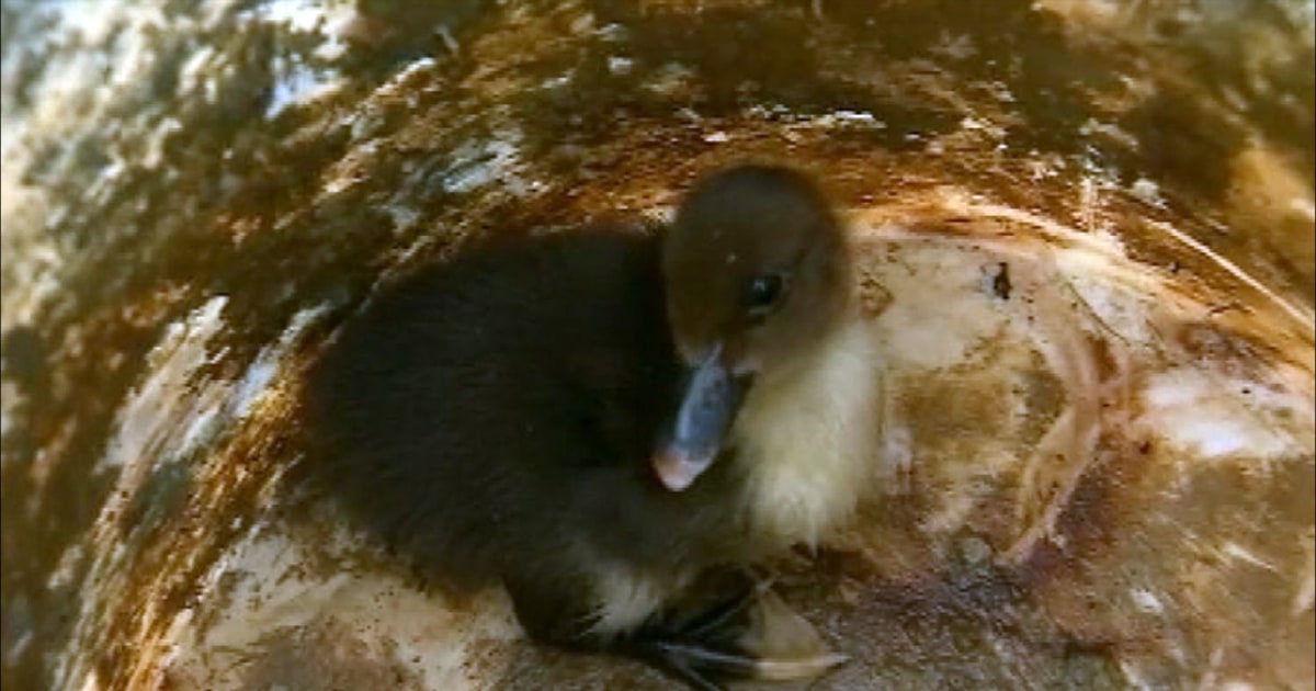 Ducklings Saved From Drain