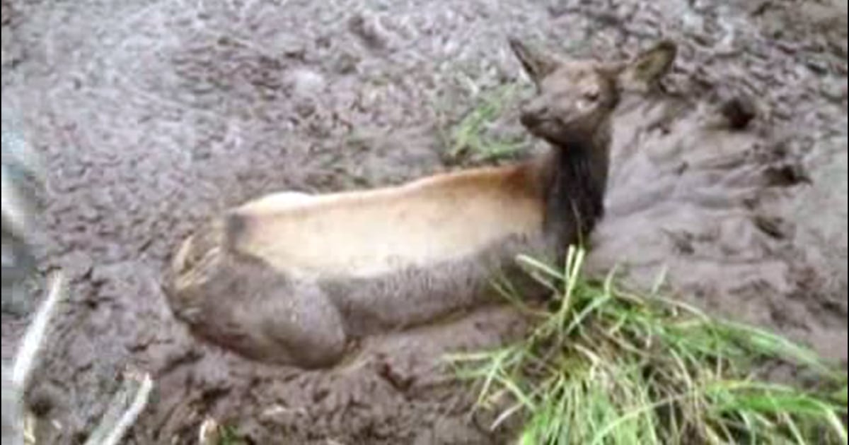 Hunters rescue elk calf stuck in the mud