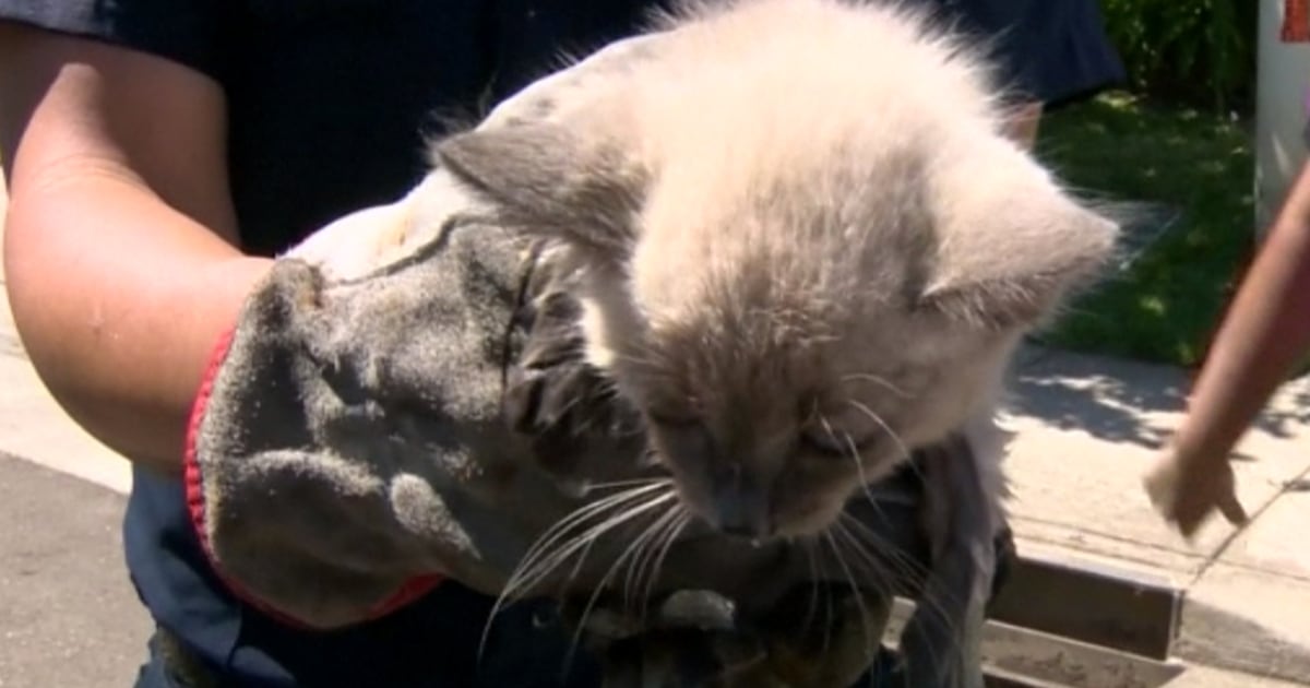 Firefighters Rescue Kitten From Storm Drain