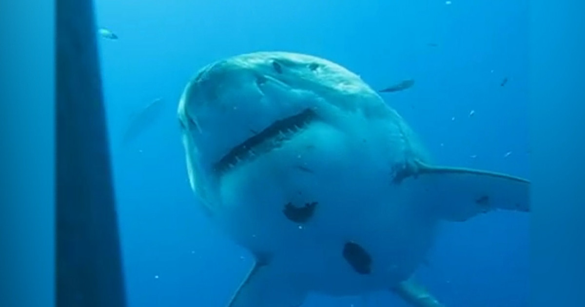 A monster great white shark could be heading toward Texas