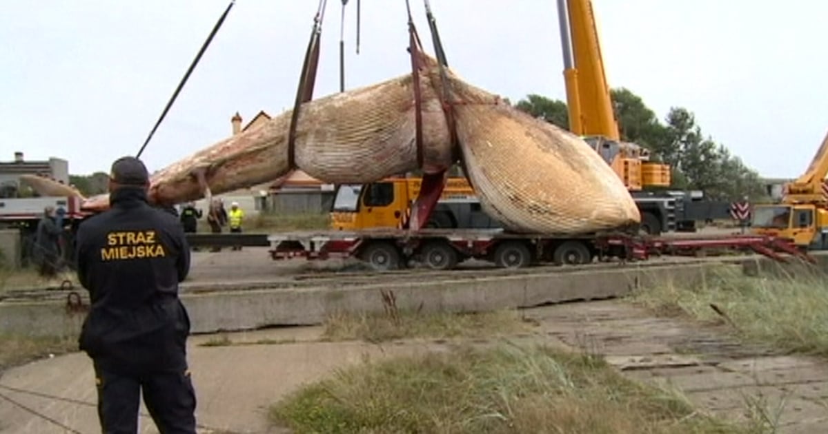 Dead Whale Lifted By Crane, Slowly