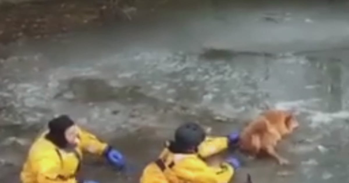 Watch Firefighters Rescue Dog From Icy Lake