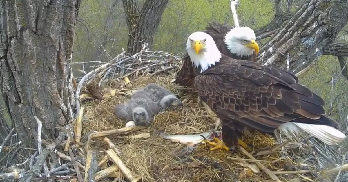 A Postcard from the Field The Decorah Eagles