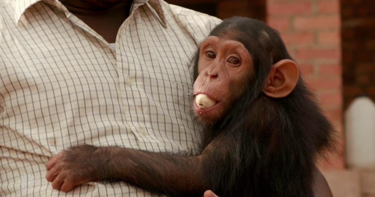 On Assignment One More Thing Mystery Apes of the Congo