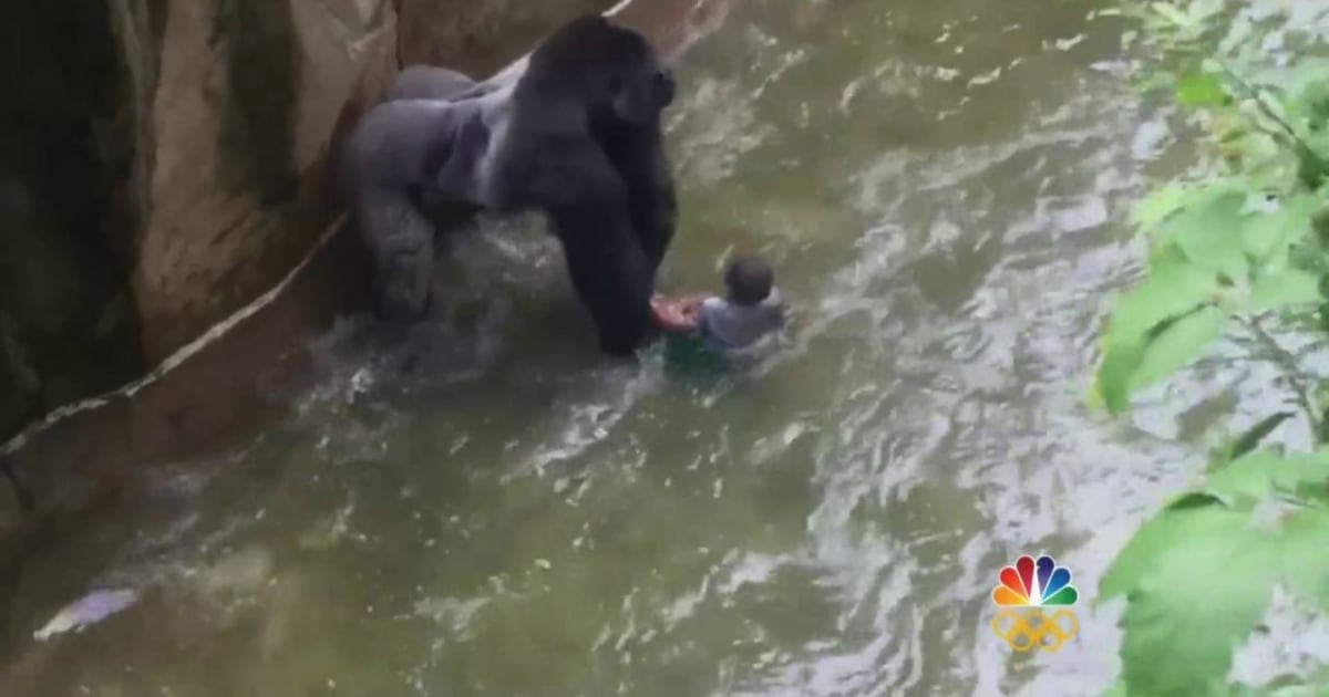 Outrage Grows After Gorilla Is Shot and Killed to Save Child at Zoo