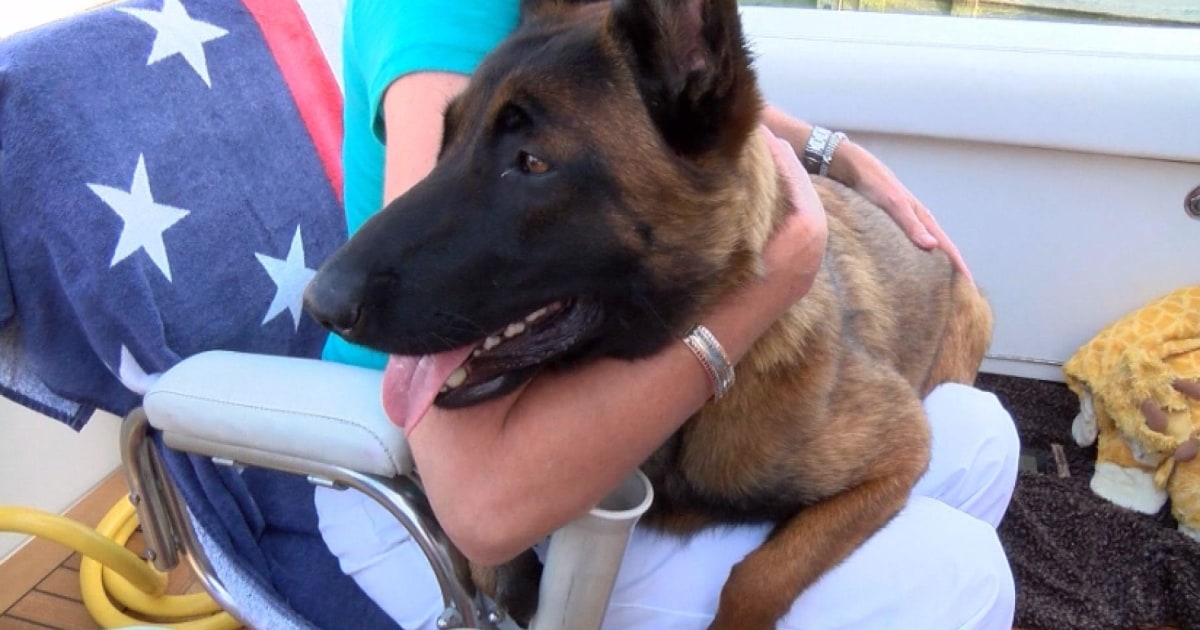 Dog Paddles Six Miles After Falling Overboard to be Reunited With Owners