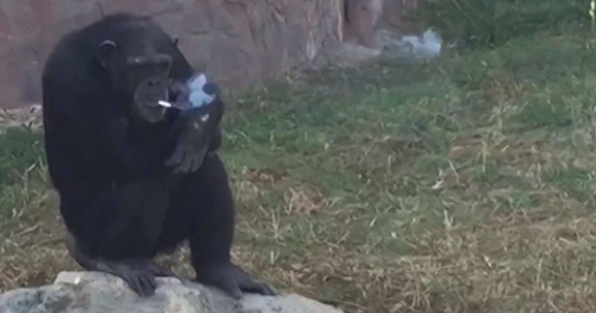 Zoo Chimp Smokes Pack a Day, But Doesn’t Inhale