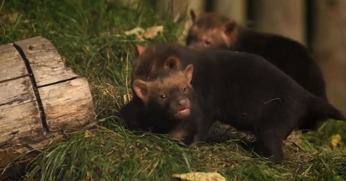 See Rare Bush Dog Pups Come Out to Play