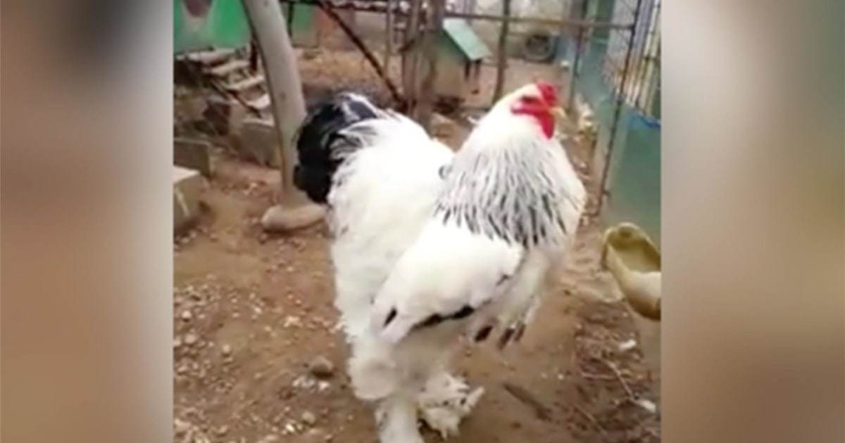 This giant chicken is ruffling feathers all over the internet