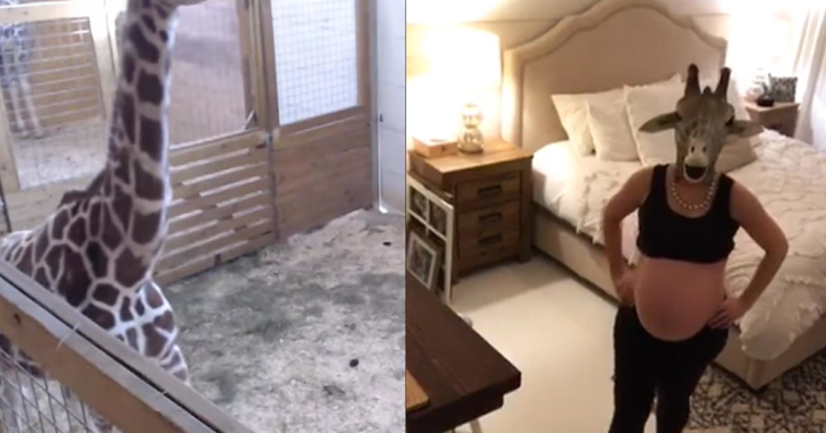 pregnant mom spoof giraffe cam in hilarious mask