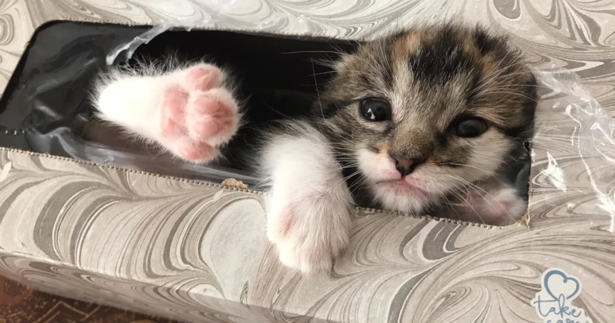 Kitten found in tissue box gives owner purr fect surprise