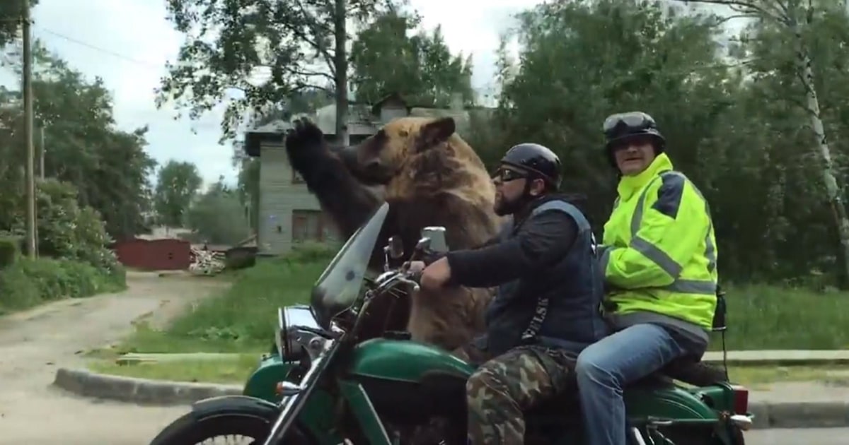 Watch this bear ride shotgun in a motorcycle sidecar