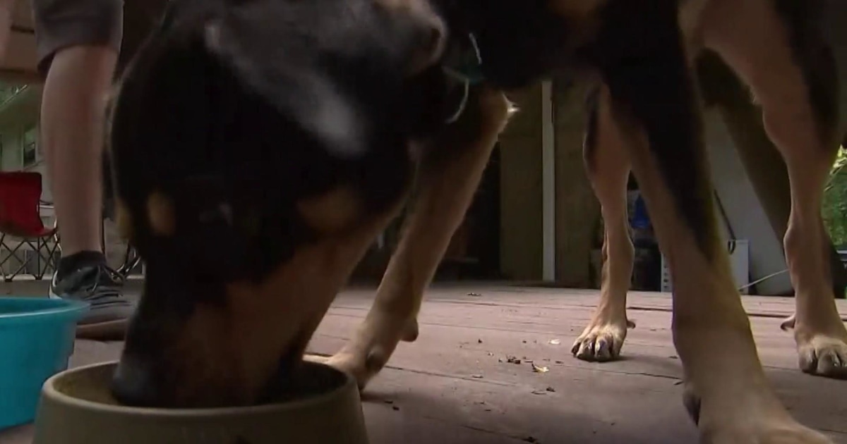 heart disease from grain free dog food