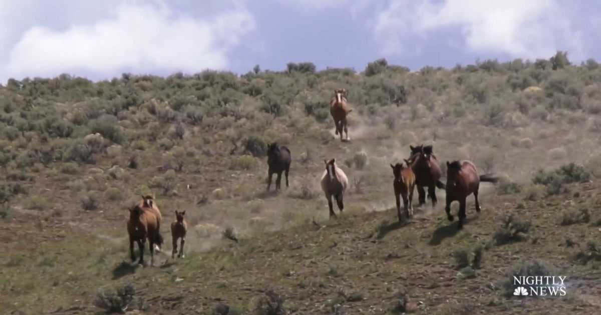 Drought has endangered wild horses across the southwest, but one ...