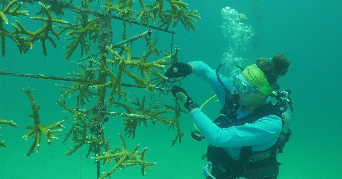 How Scientists Are Working To Save Corals Part 1 5622