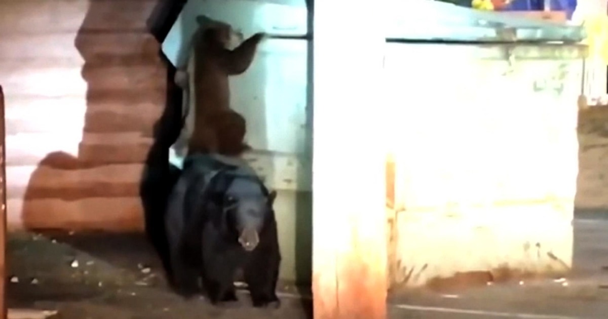 Watch: Bear cub and mom try to rescue another cub trapped in ...