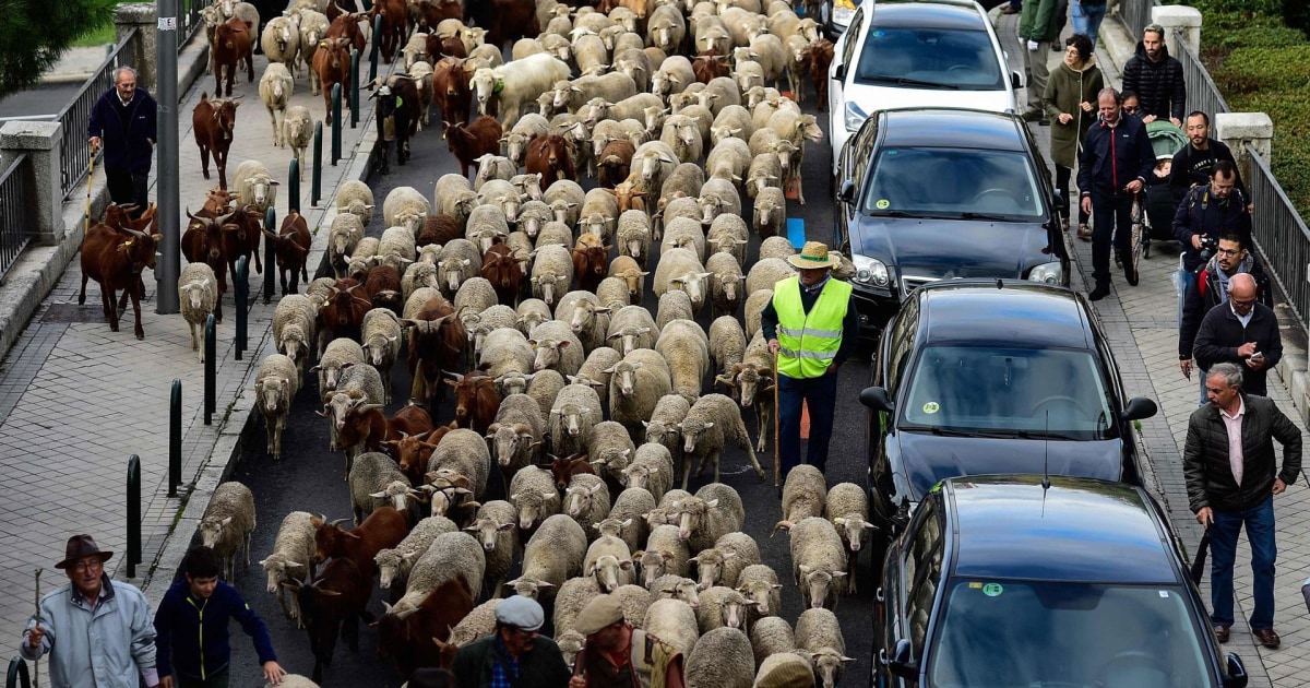 бараны по улице. стадо овец. овцеводство в испании. овцы в кузове грузовика. баран в городе.