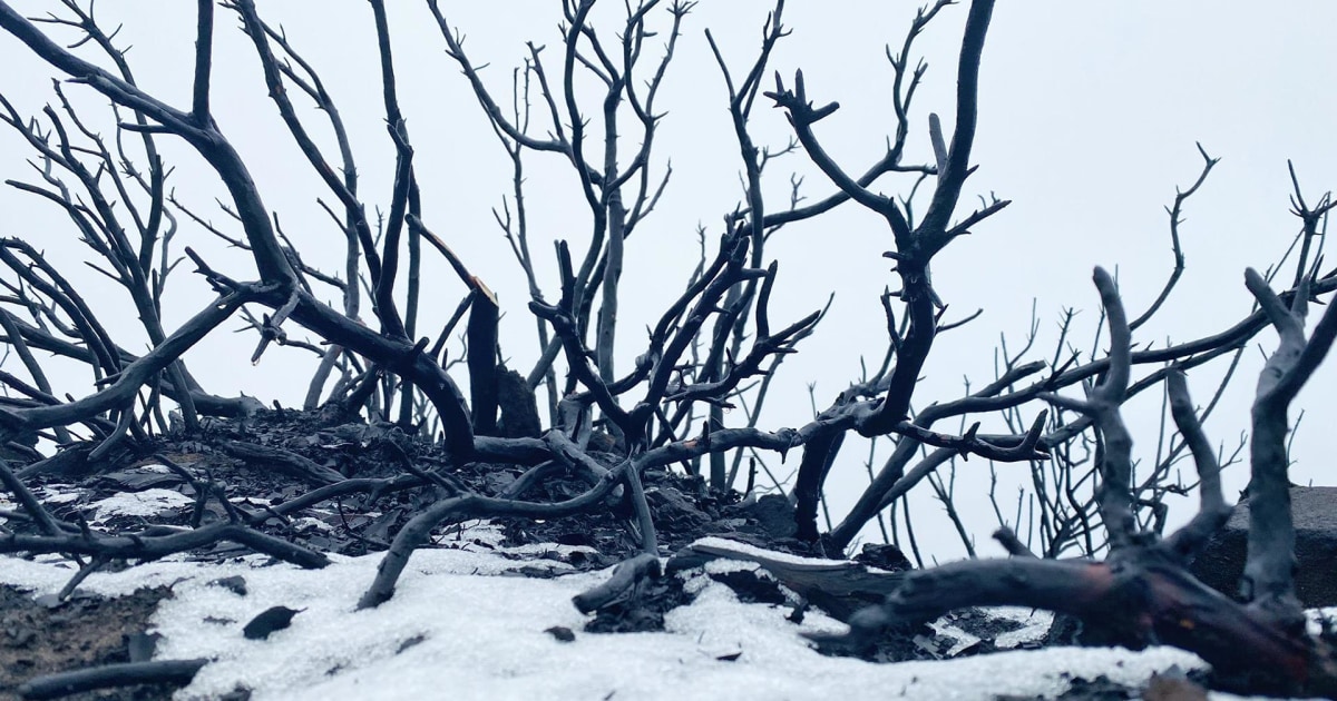 Snow falls on land burned by Cave Fire