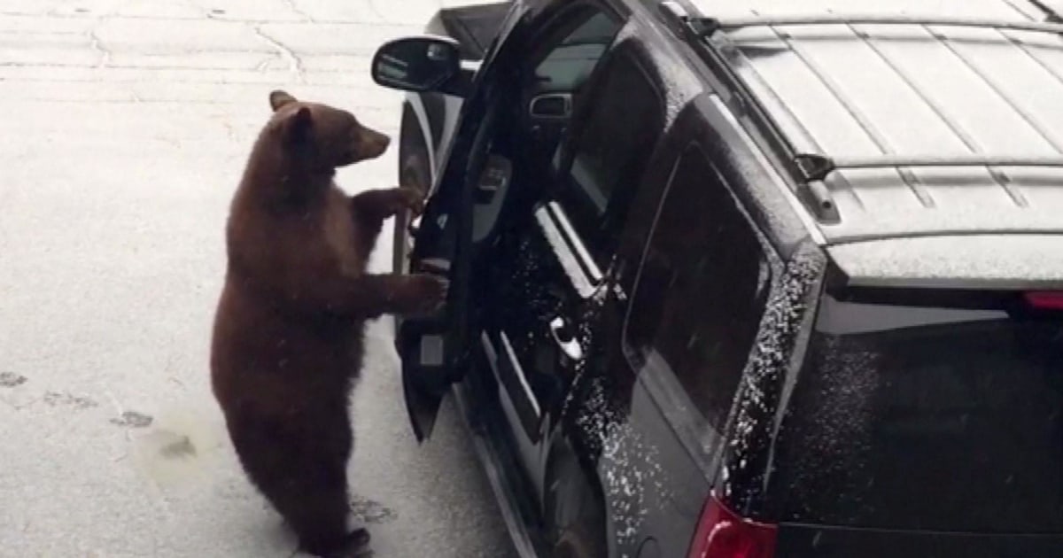 Bear freed from SUV in Tahoe, California, as family look on