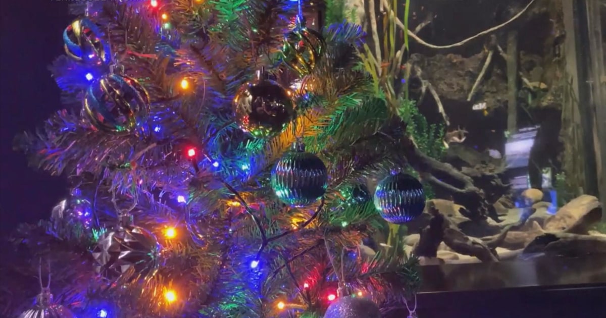 WATCH Tennessee Aquarium eel lights up Christmas tree with electric shocks
