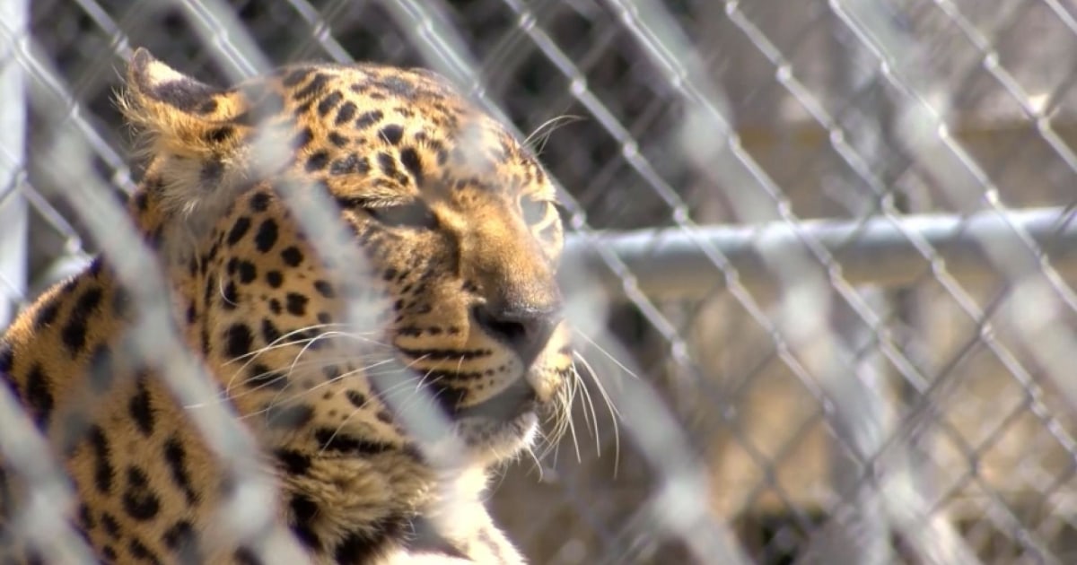 Nevada zoo struggles to keep animals fed after closing due to coronavirus