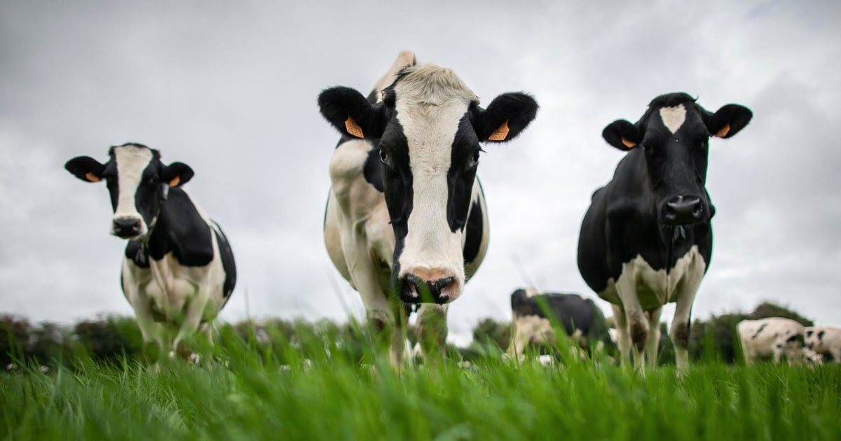 Dairy farmers forced to dump milk say it’s ‘devastating’