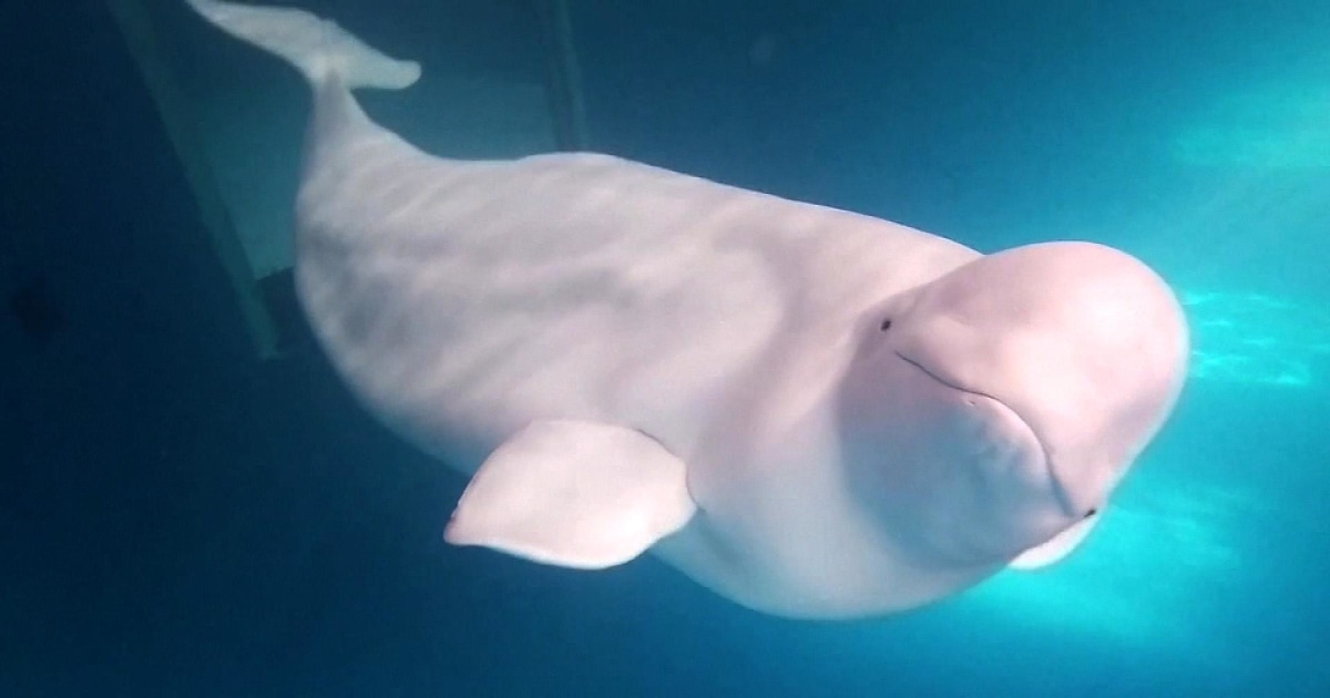 Two Beluga Whales Prepare For New Life In World S First Open Water Sea Sanctuary For Belugas