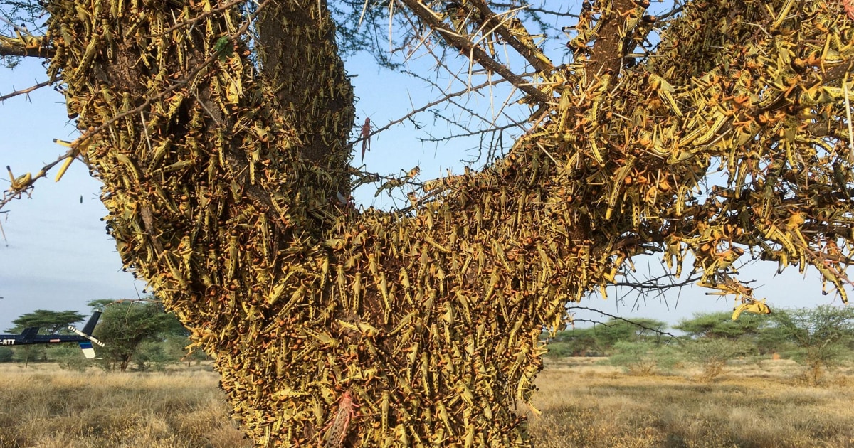 Experts fear locusts are driving East Africa into food insecurity