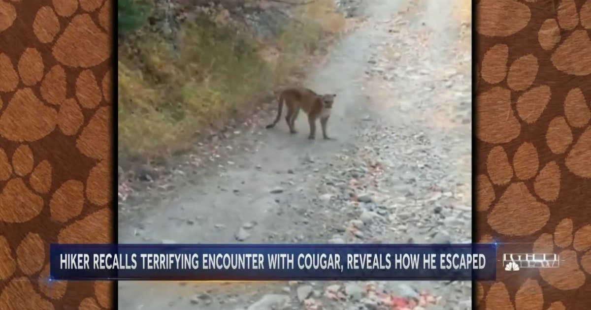 Hiker speaks out after terrifying cougar chase on a Utah mountain