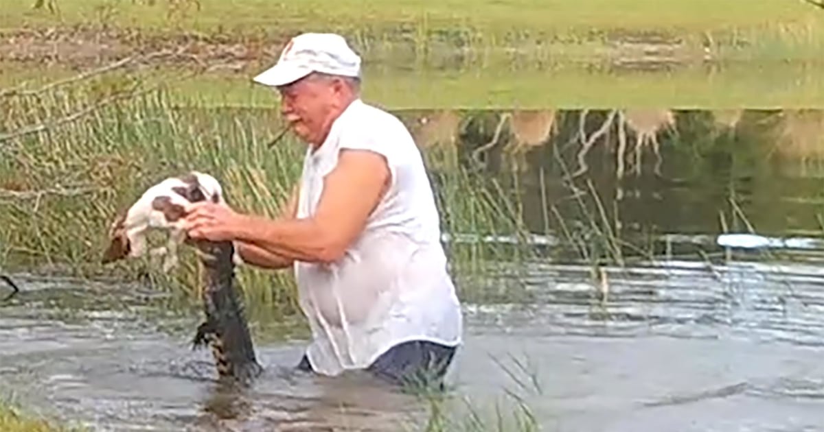 WATCH Man pulls puppy from jaws of alligator after rescuing it in pond