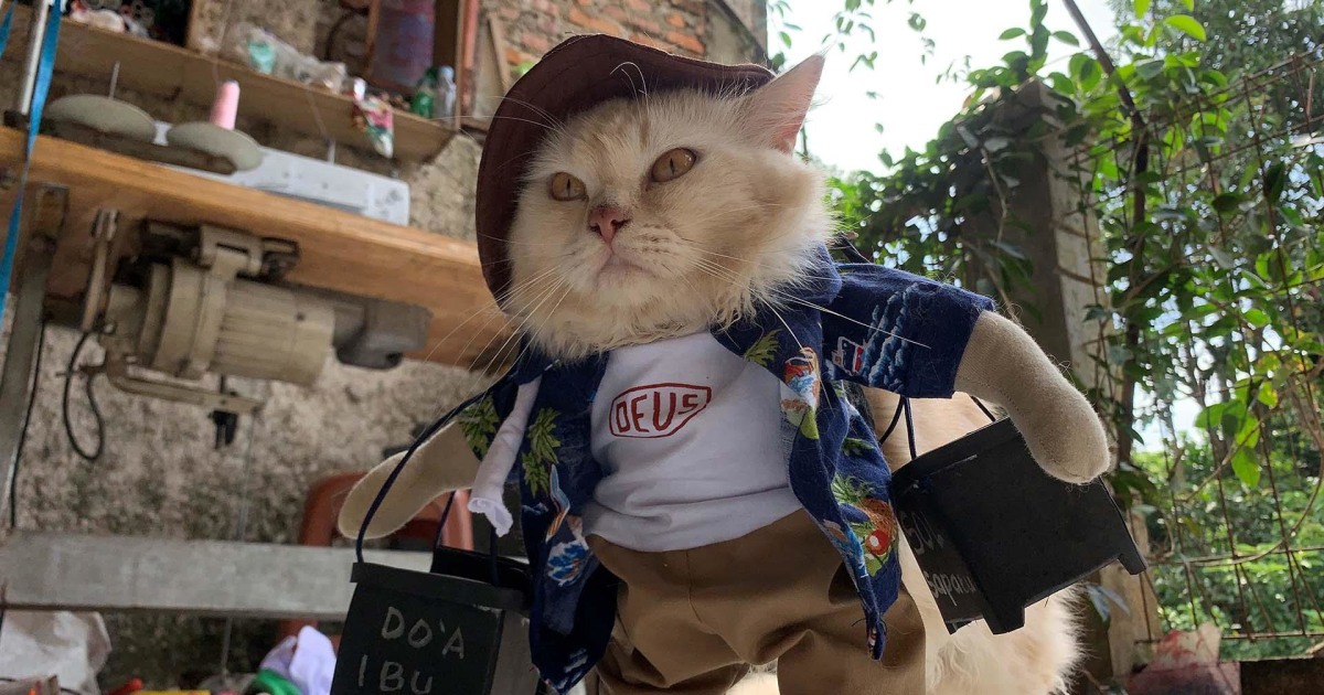 Cosplay costumes for cats earn former teacher a living