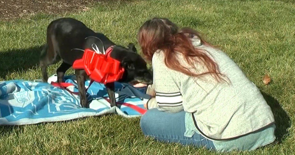 Owner reunited with her missing dog after three years