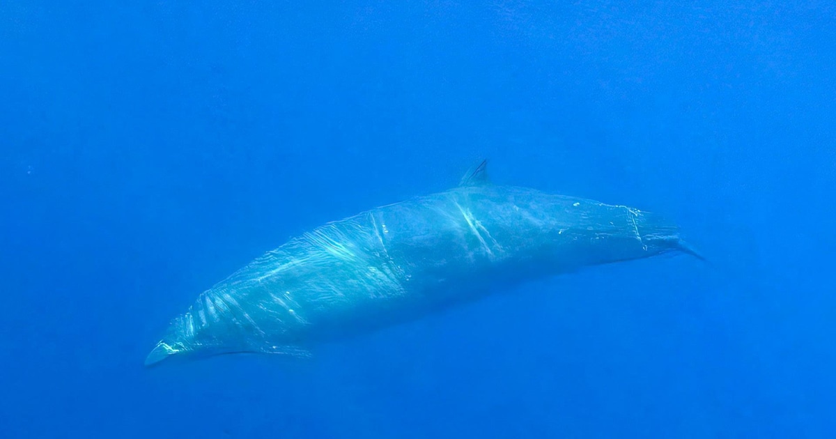 New species of beaked whale possibly found off Mexico