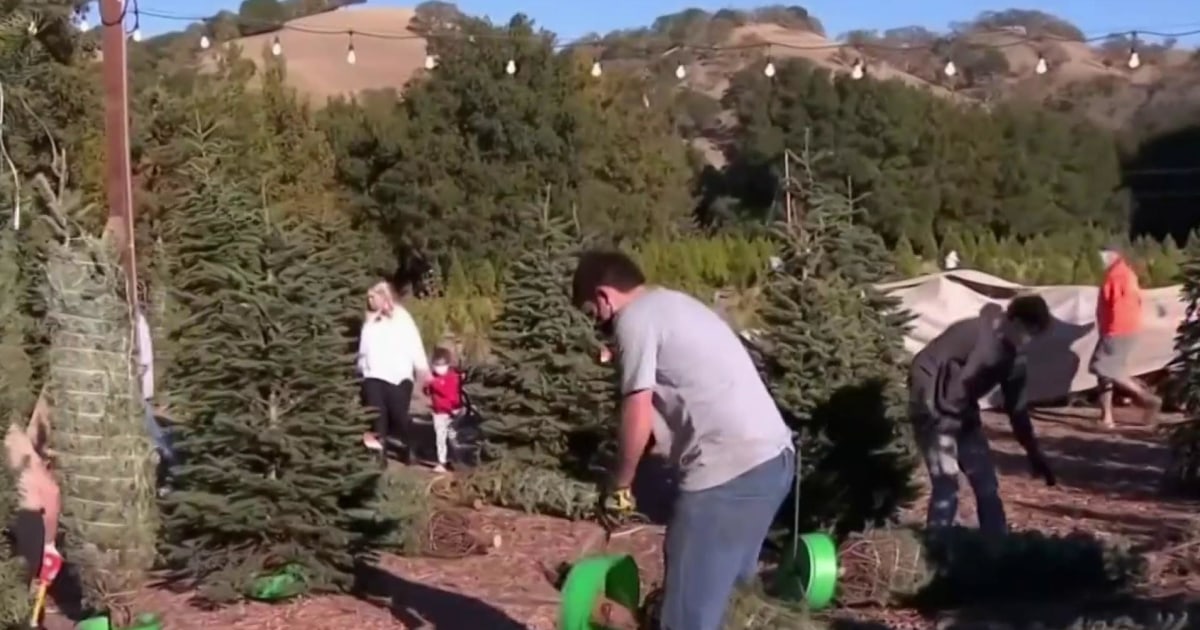 Christmas tree delivery services see a boost amid pandemic