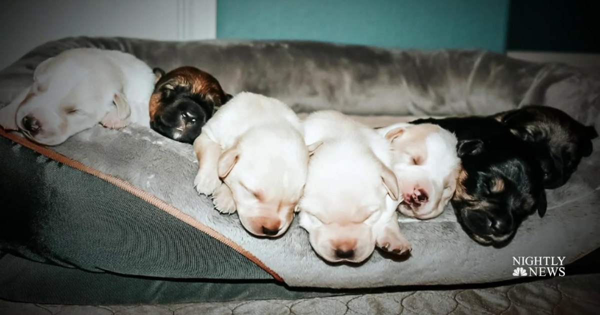 Shelter dog gives birth to miracle litter during Texas storm