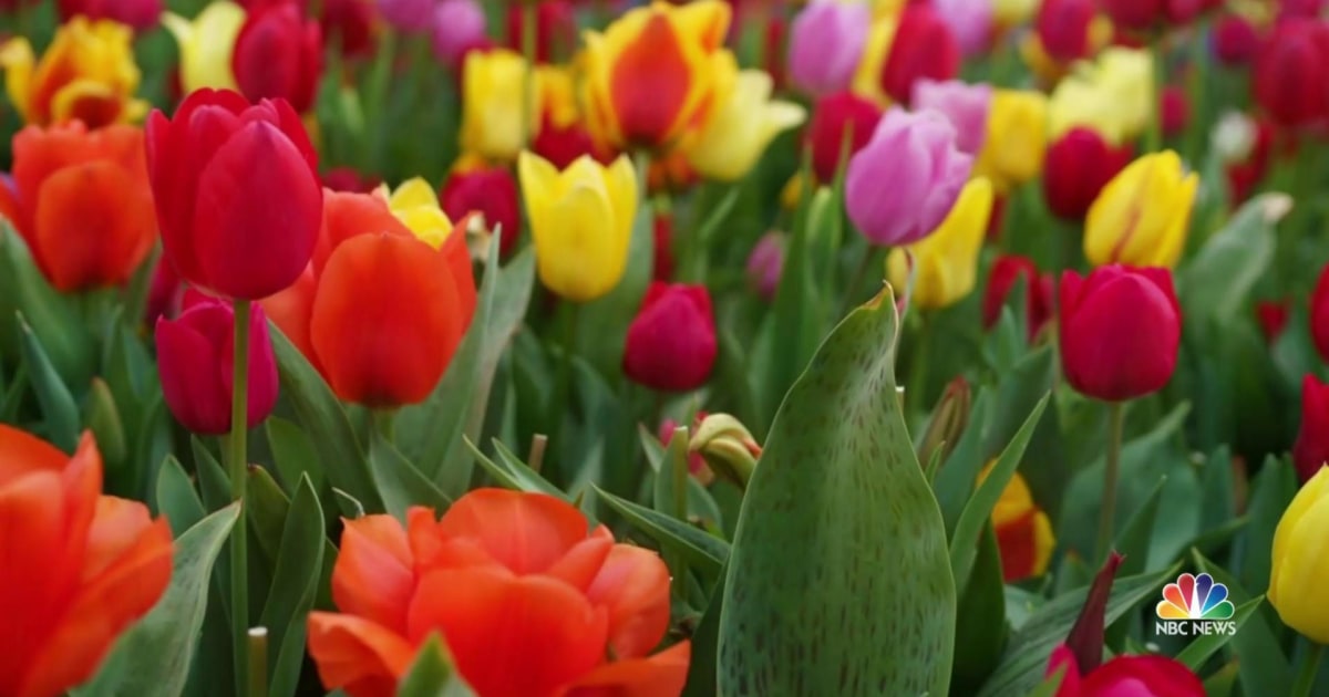 Tulips are blooming in Washington state’s Skagit Valley