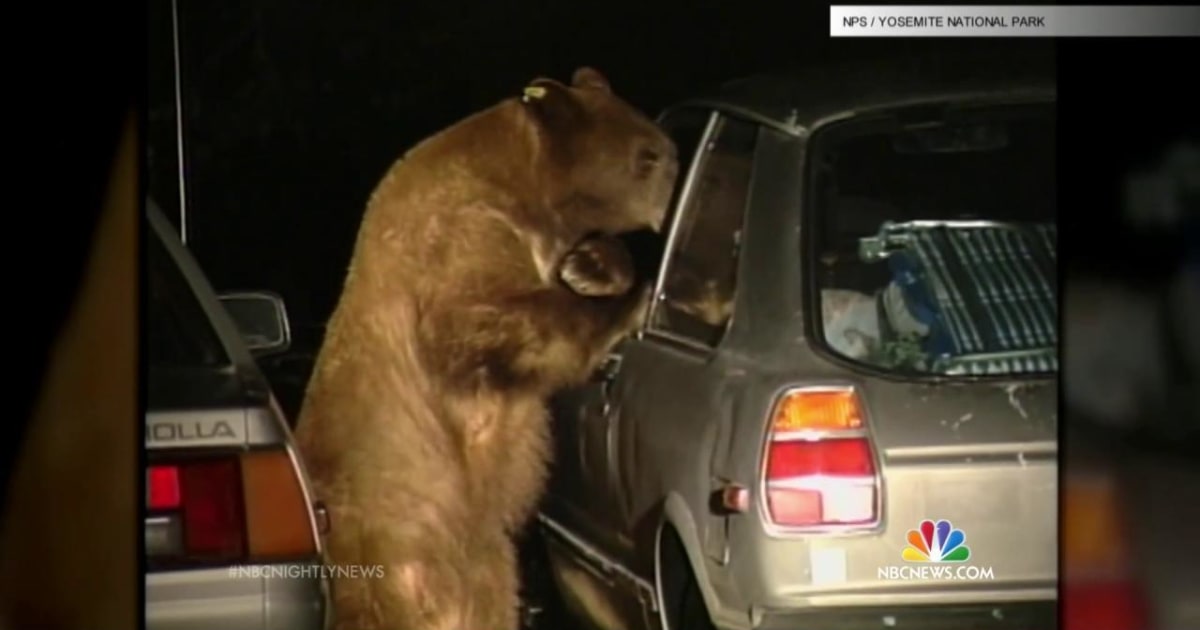 GPS Bear Tracking Keeps Tourists Safe in Yellowstone