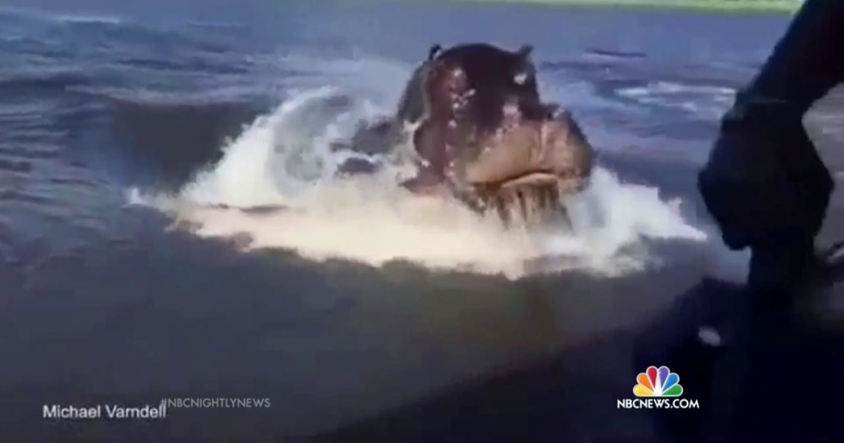 Watch Giant Hippo Chase Speedboat in Zambia