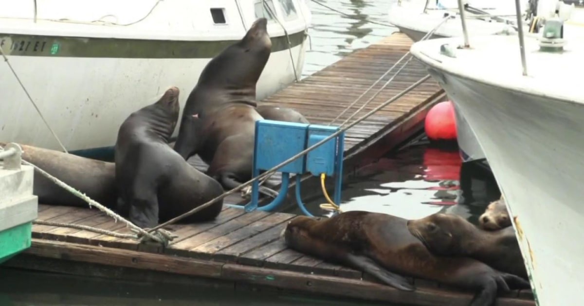 Sea lions are dying in California