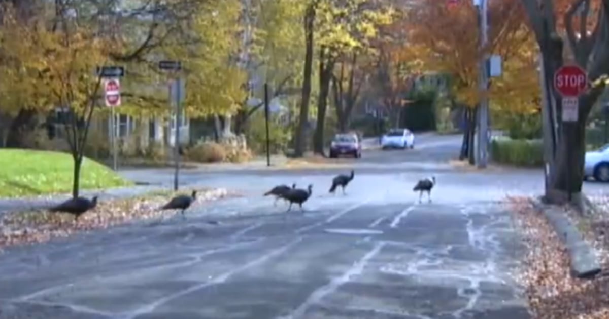 Aggressive Turkeys Terrorize Neighborhood