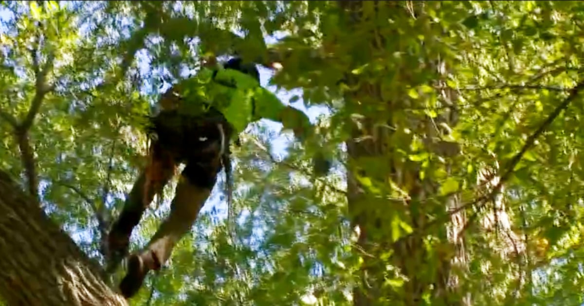Arborists out on Limb at Tree Climbing Championship