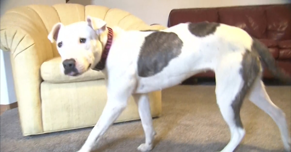 Stray Dog Left For Dead Makes Comeback