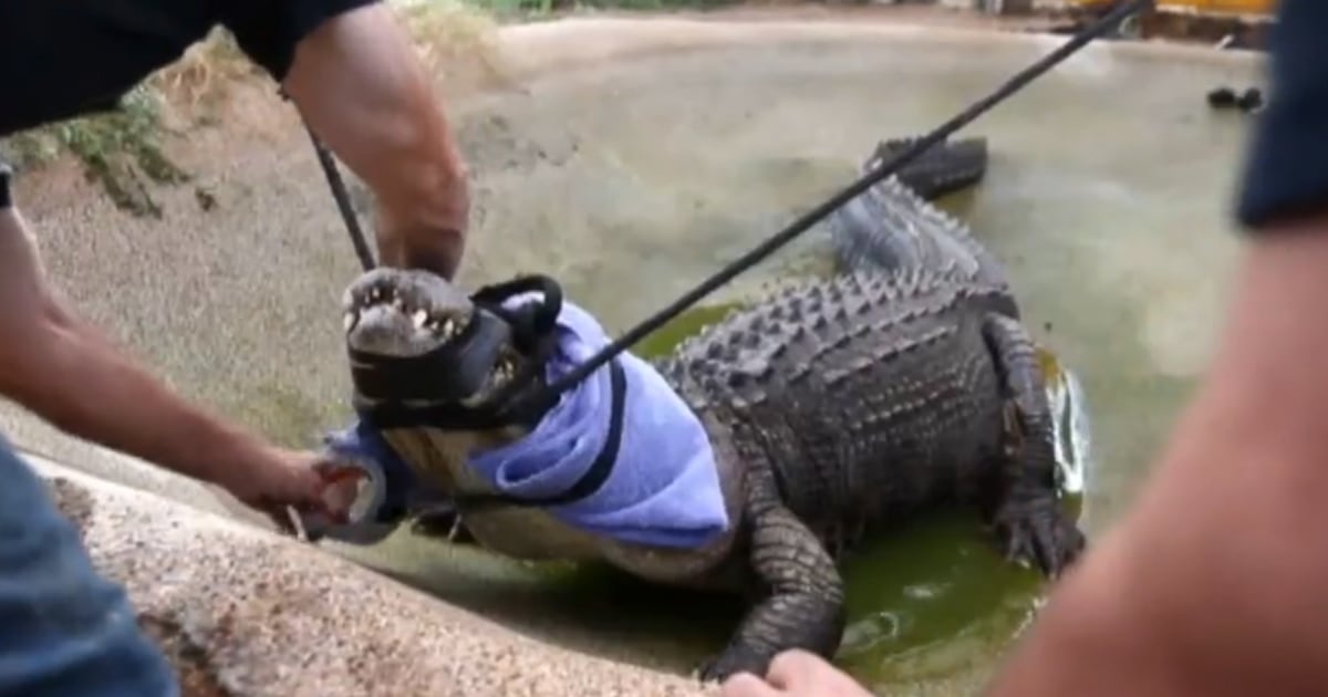 Scared Gator Arizona’s ‘Meanest Gator’ Settles Down with ‘Fluffy’