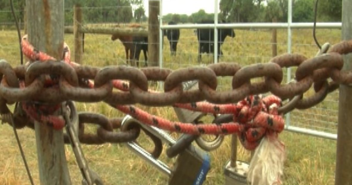 Cattle Rustling Makes A Comeback