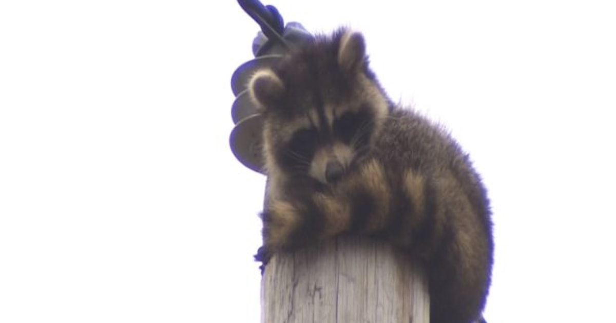 Pulled Raccoon Stuck Raccoon Plucked From Pole