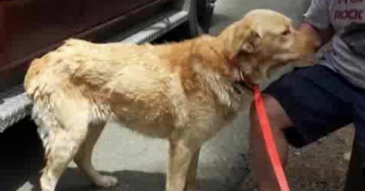 Family Reunites With Dog Two Years After Its Lost in the Wild