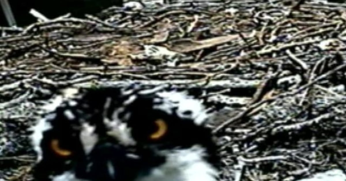 Webcam broadcasts osprey chick hatching