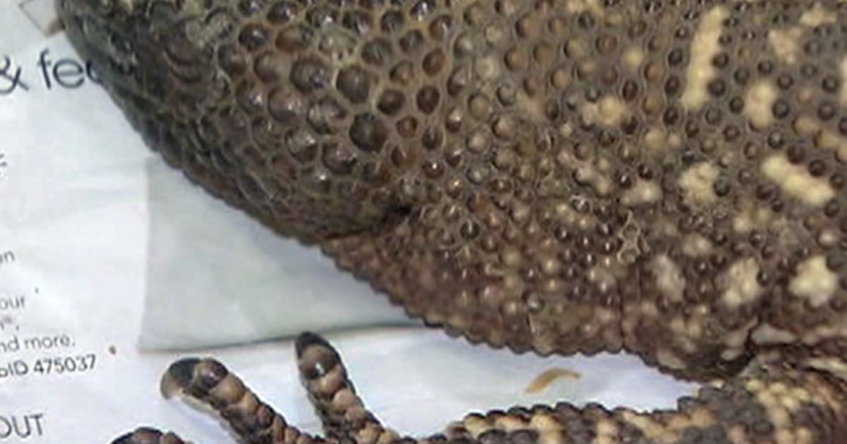 Poisonous lizard found during yard work